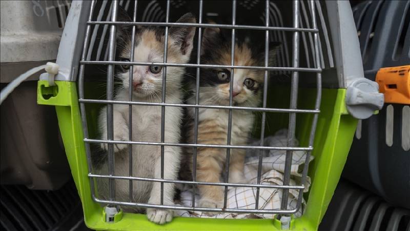 ab mahkemesi ucuslarda evcil hayvani bagaj olarak siniflandirdi i2kg1XZA.jpg