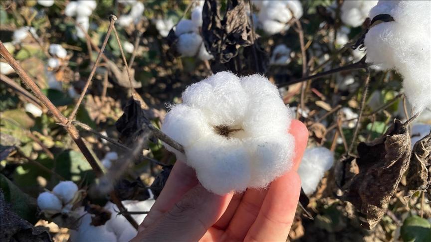 antalyanin pamugu kalitesiyle one cikiyor xthHzOeZ.jpg