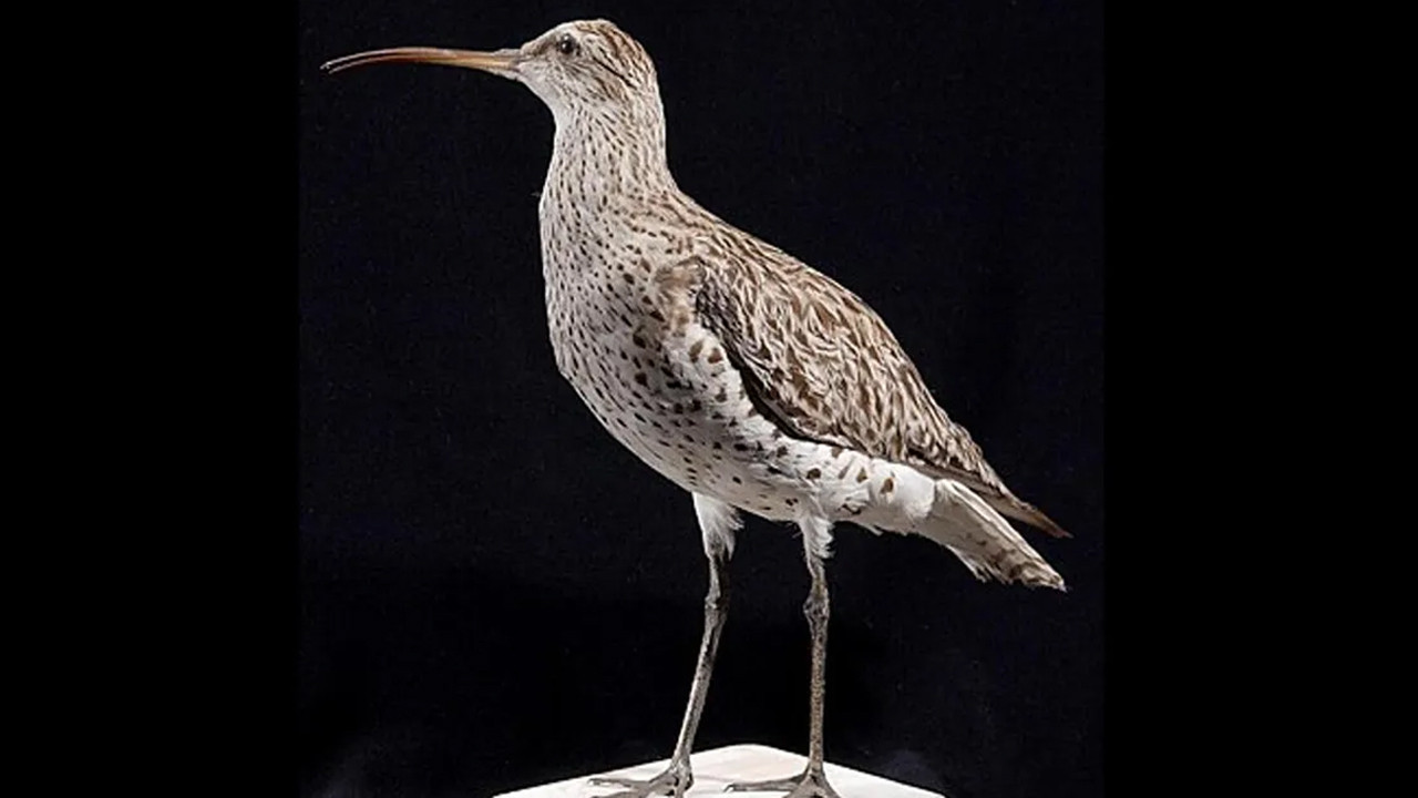 birkac yil once aramizda dolasiyorlardi artik yoklar gXYKwE5z.jpg