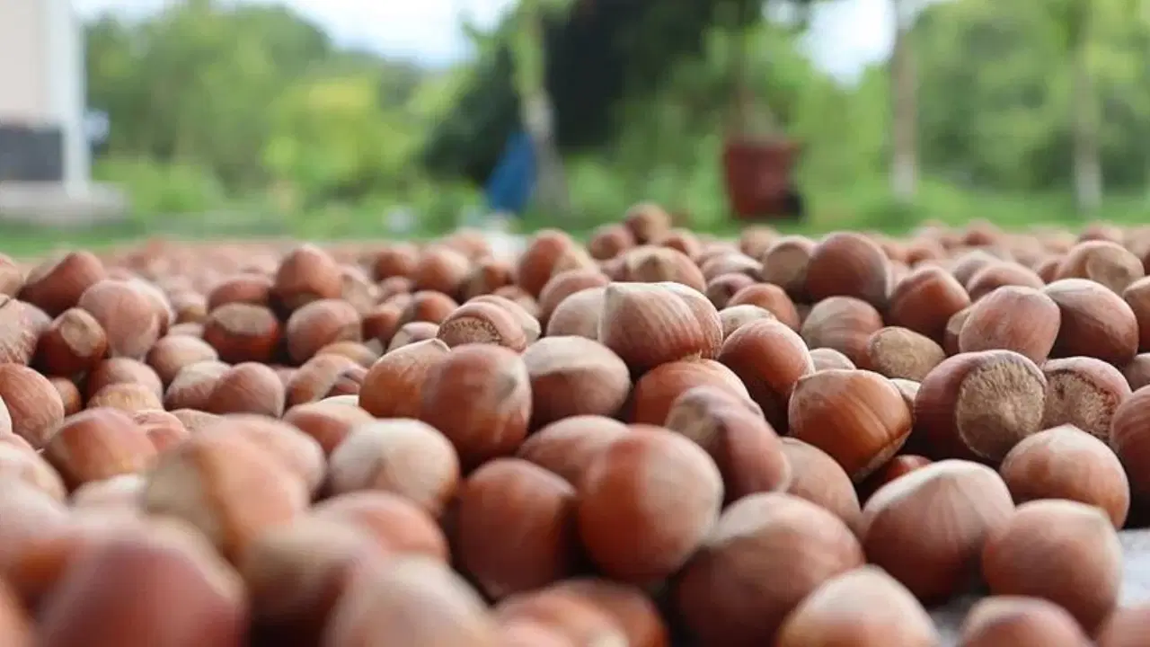 findikta uclu zarar 250 bin ton kayip mNikkFFg.jpg