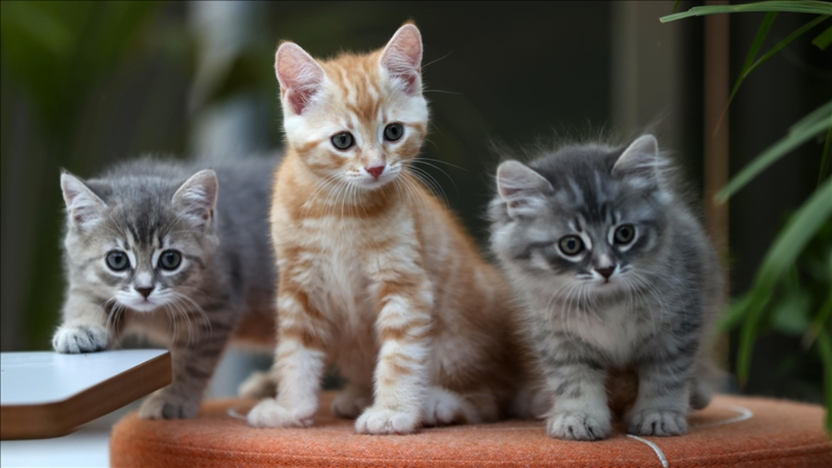 istanbulda emsal bosanma protokolu kedilere nafaka baglandi LvhBUMkR.jpg