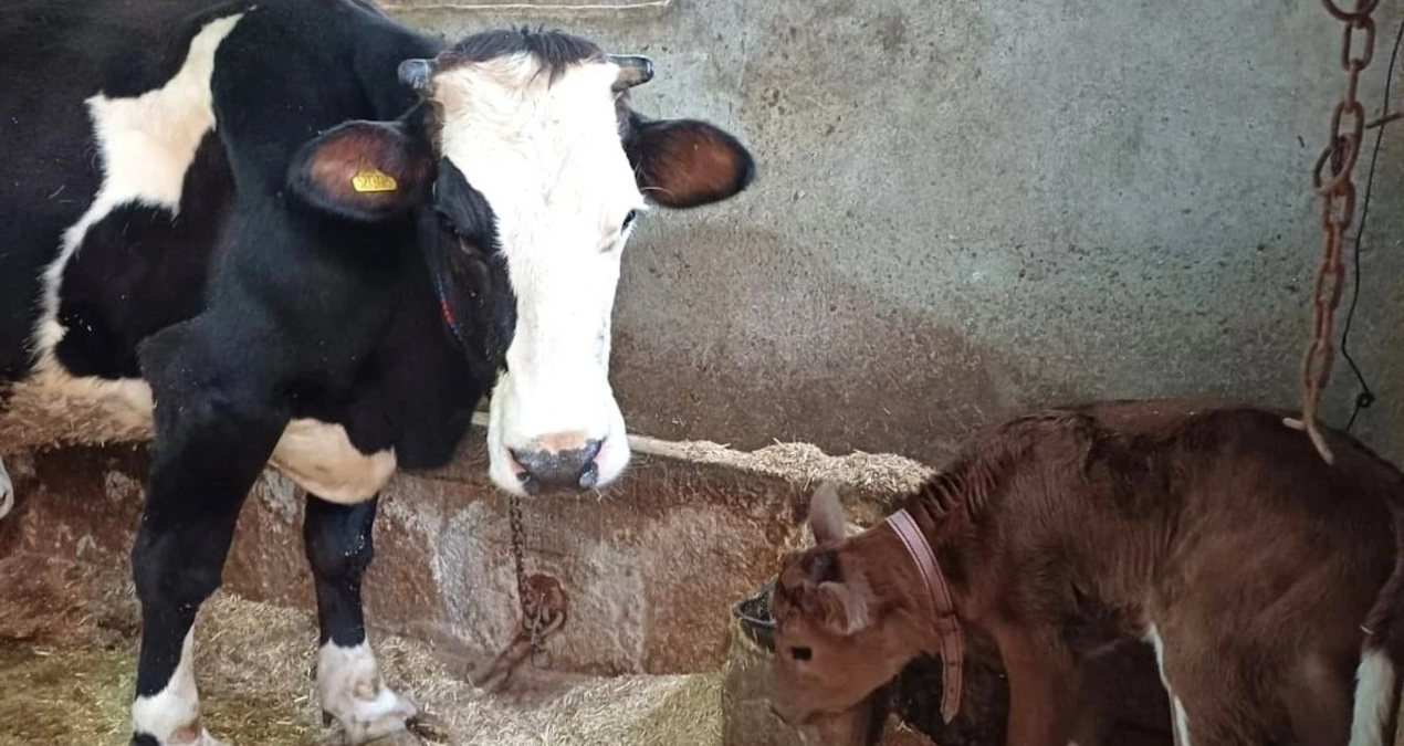 hayvancilikta devrim sut alerjisine karsi genleri susturulmus buzagilar dogdu a1AW4lvn.jpg