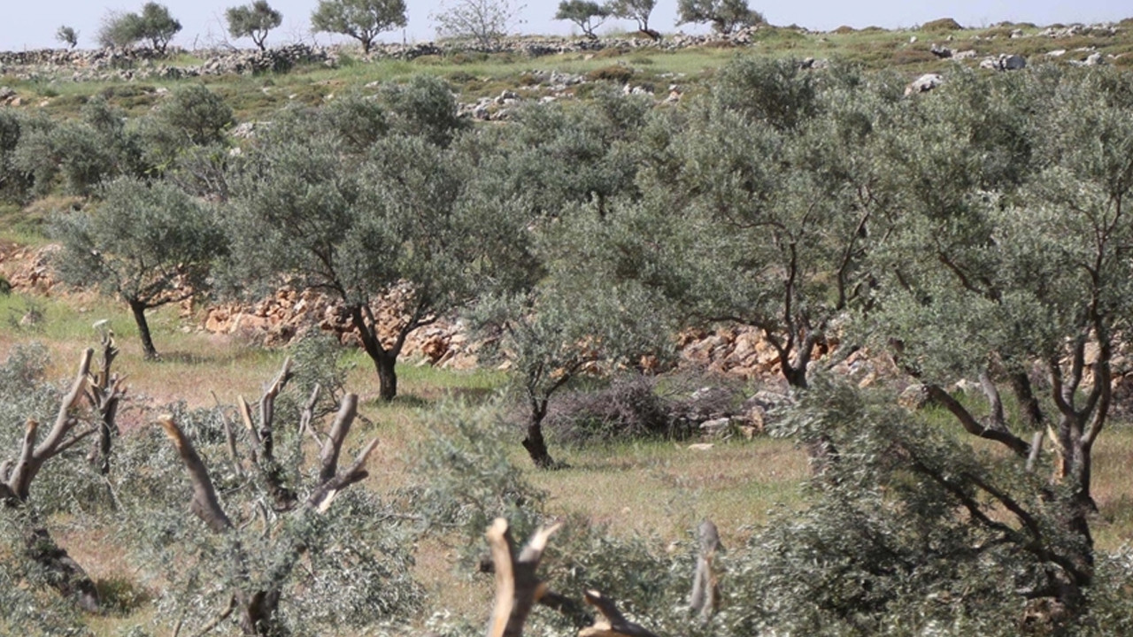 Ramallah’ta İsrailli Yerleşimcilerin Zeytin Ağaçlarına Saldırısı: 200 Ağaç Kesildi