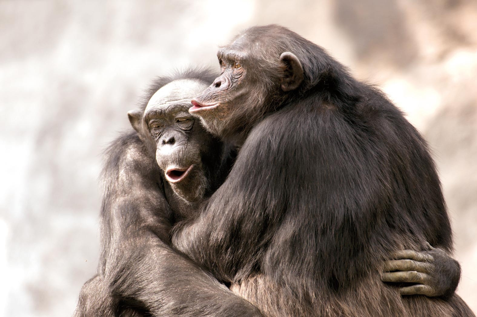 Haber gorseli